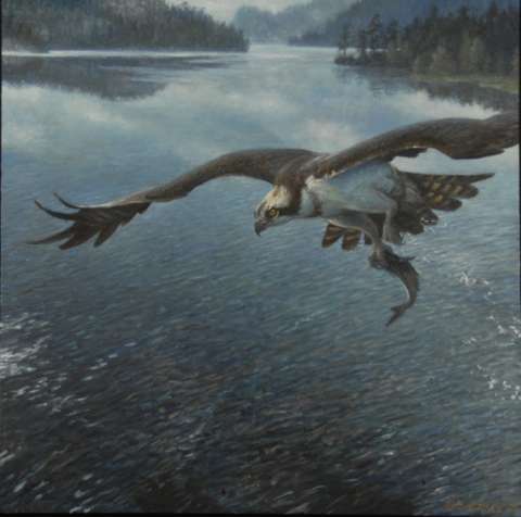 Fiskgjuse