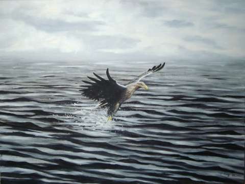 Havs�rn med byte -2009, 80x60