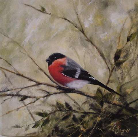 Domherre -2011, 20x20
