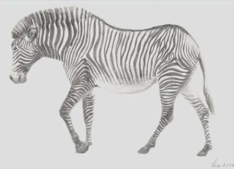 Zebra