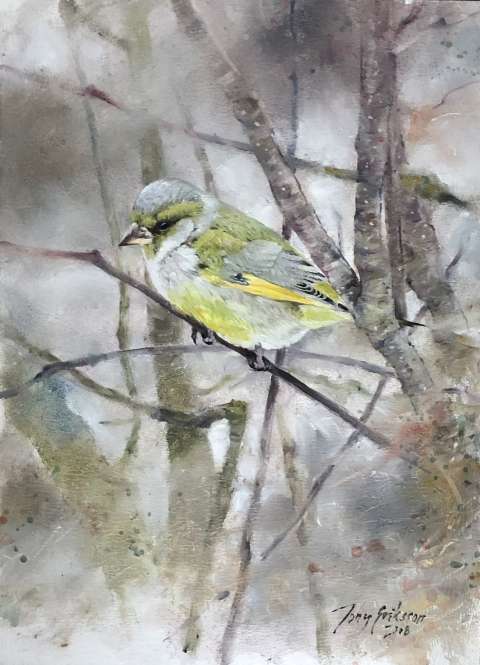 Gr�nfink/Greenfinch