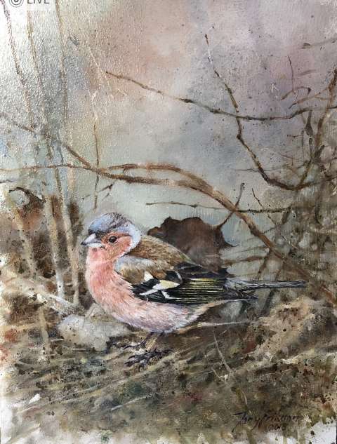 Bofink/ chaffinch
