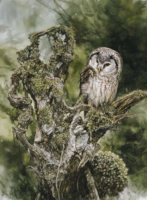 P�rluggla, akvarell, 70x55 cm