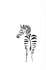 zebra
