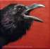 Raven Shouting